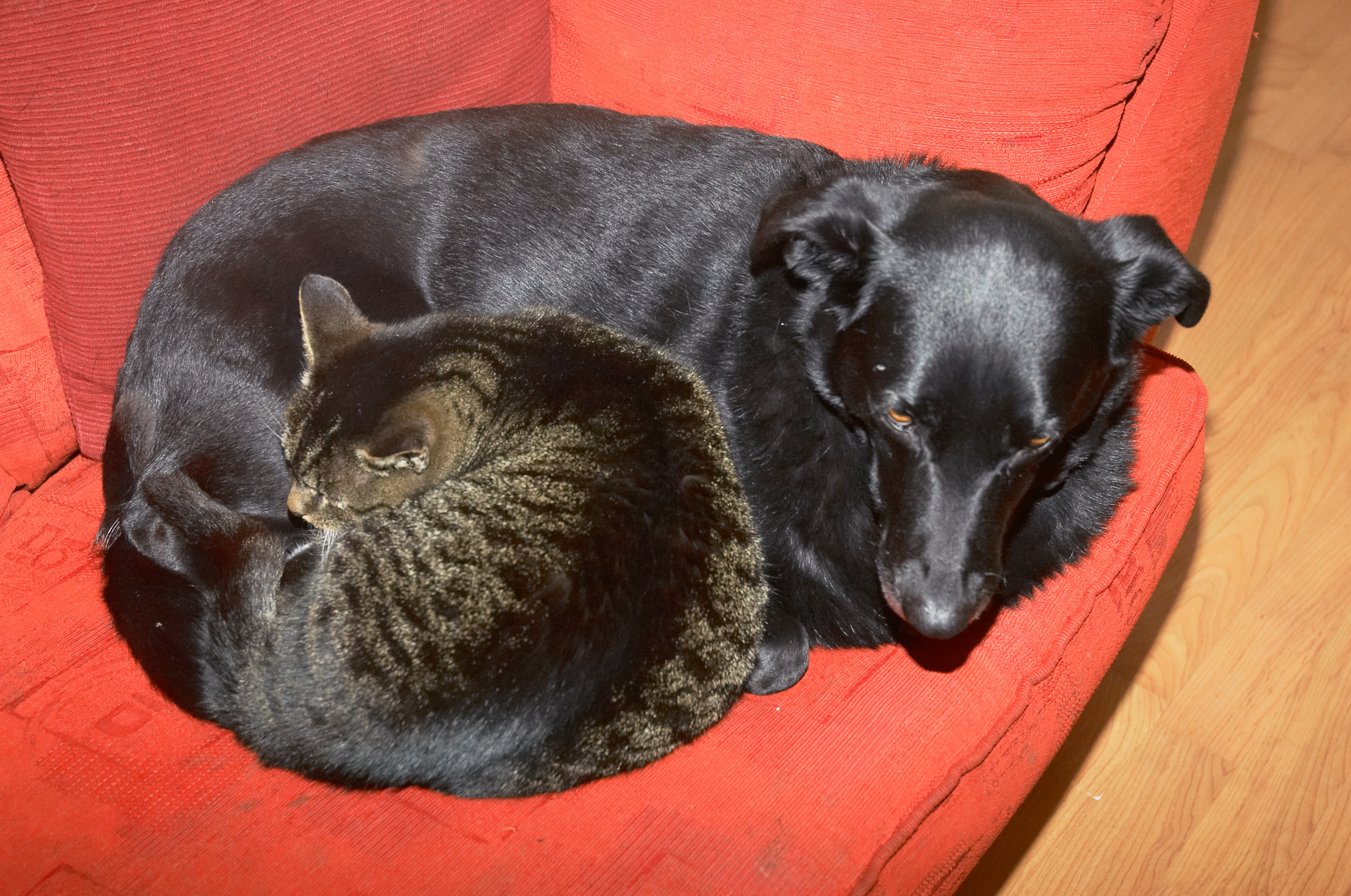 are there dog breeds that get along with cats