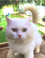 Casper, a long-haired white cat