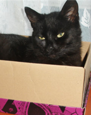 Lilly, a black cat