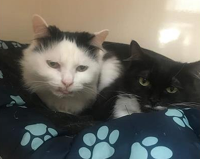 Piggy, white and black, and Wonky, black and white, sitting on a blanket