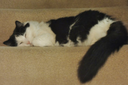 Rose, a long-haired black and white cat