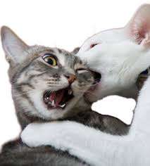 Two cats fighting