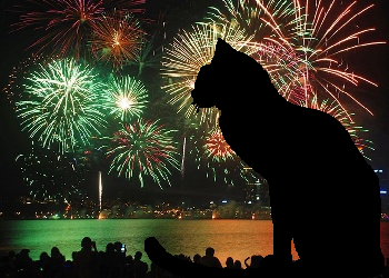 Black cat with firework display in background