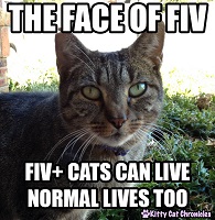 Heathy cat saying this is the face of FIV