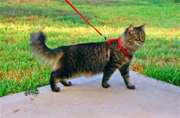 Cat walking in a garden on a harness and lead