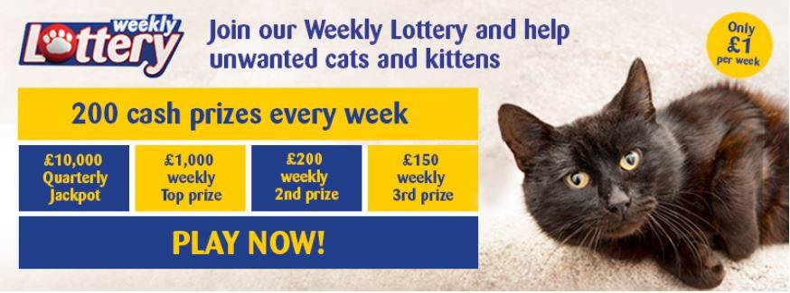 Join our Weekly Lottery and help unwanted cats and kittens!