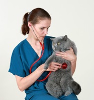 Vet and cat