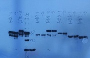 Results of blot test