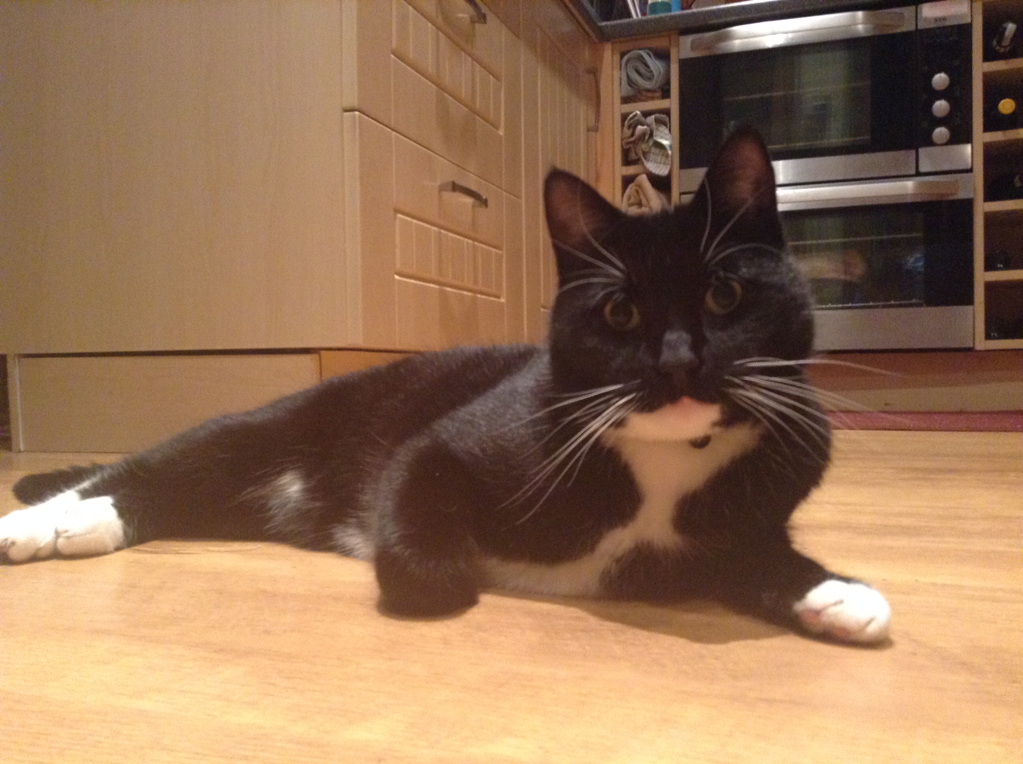 Free Cat Neutering Peterborough Free Cat Neutering Peterborough