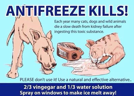 is anti frezze bad for dogs