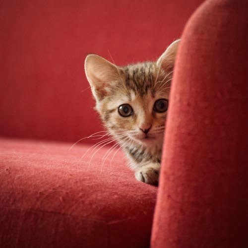 kitten on red sofa