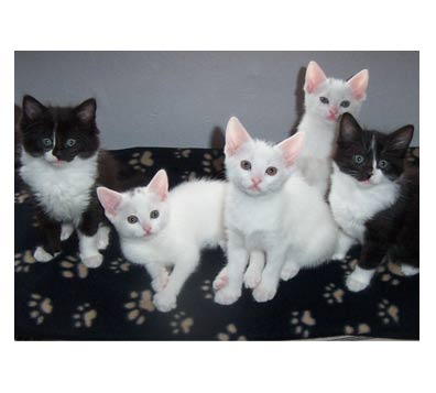 cats
