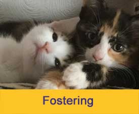 Foster for Cats Protection