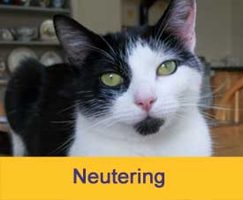 Neutering