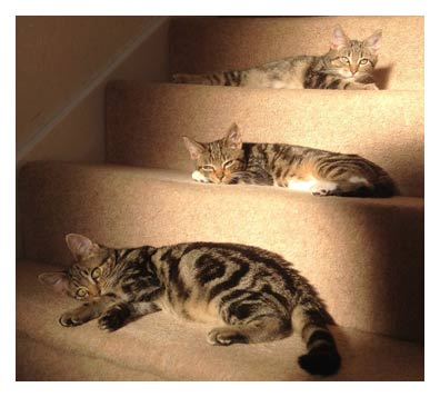 cats
