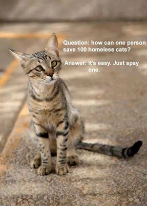 Cats Protection Branches List Cats Protection Branches List