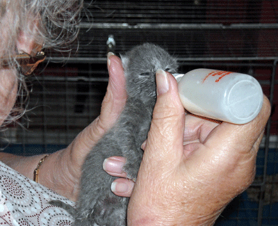 Sheila feeding kitten