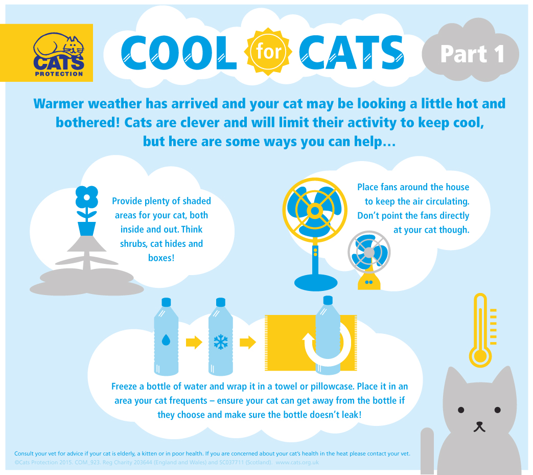 How to keep your cat cool