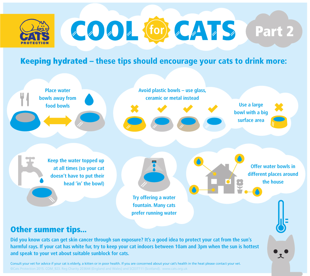 cats and summer heat