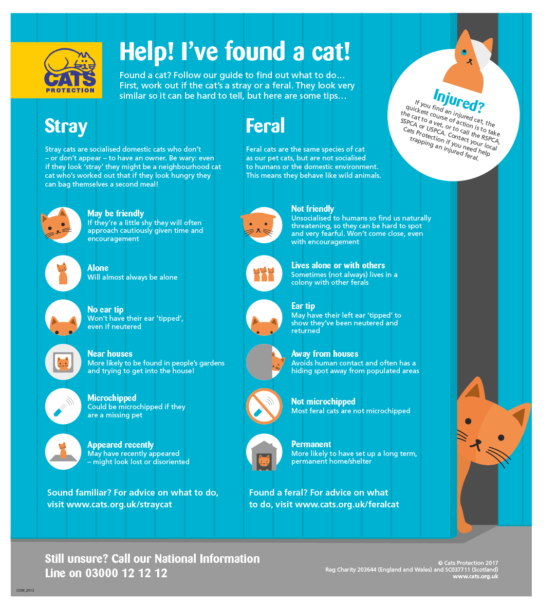 Cats protection find shop a cat