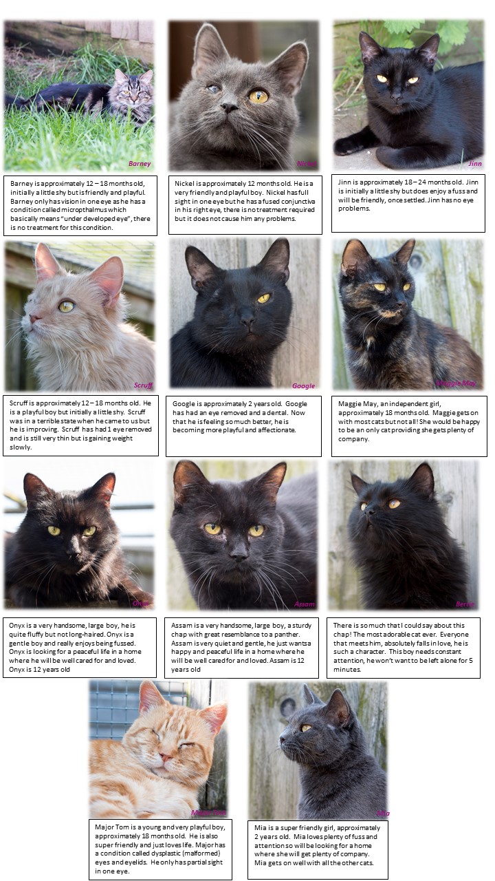Cat Rescue Wellingborough Cat Rescue Wellingborough