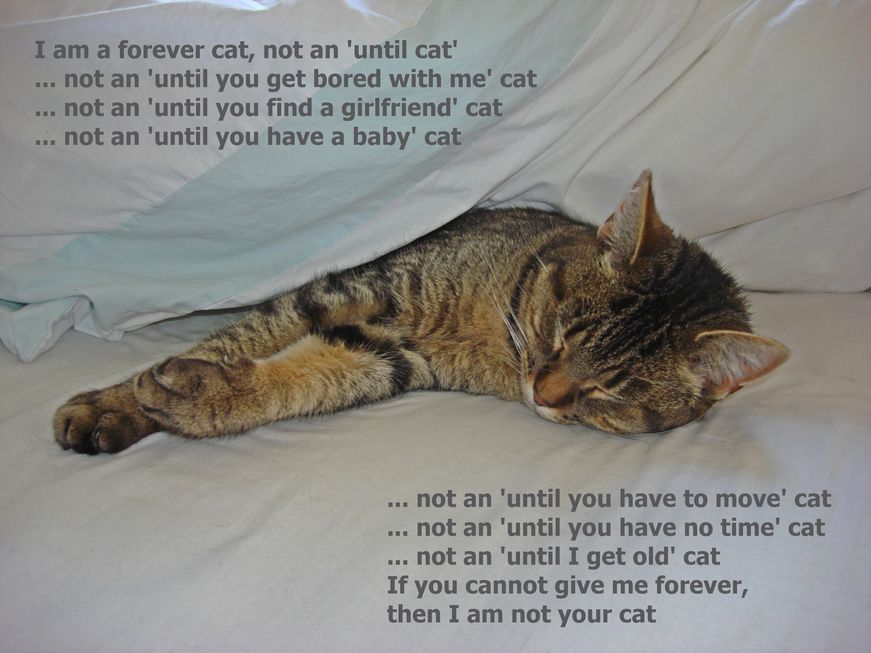 Forever Cat