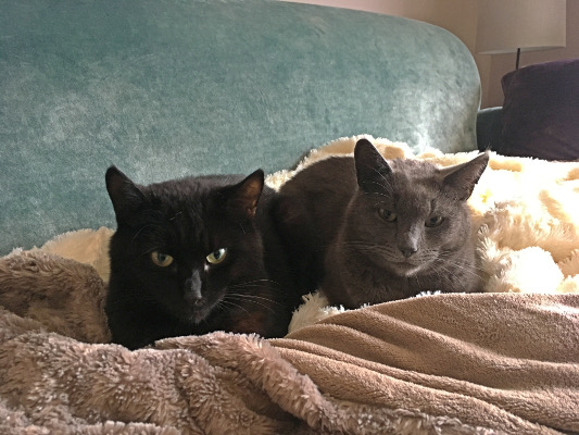 Merlin and Salem