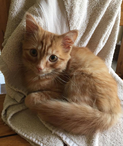 Can I Let My Cat Outside After Having Kittens Can I Let My Cat Outside After Having Kittens