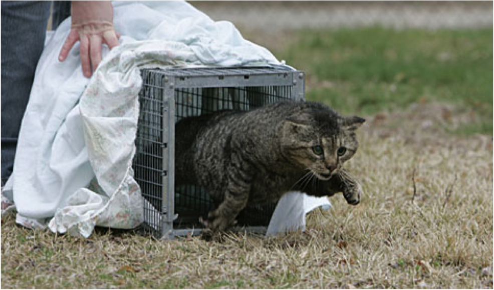 fat feral cat