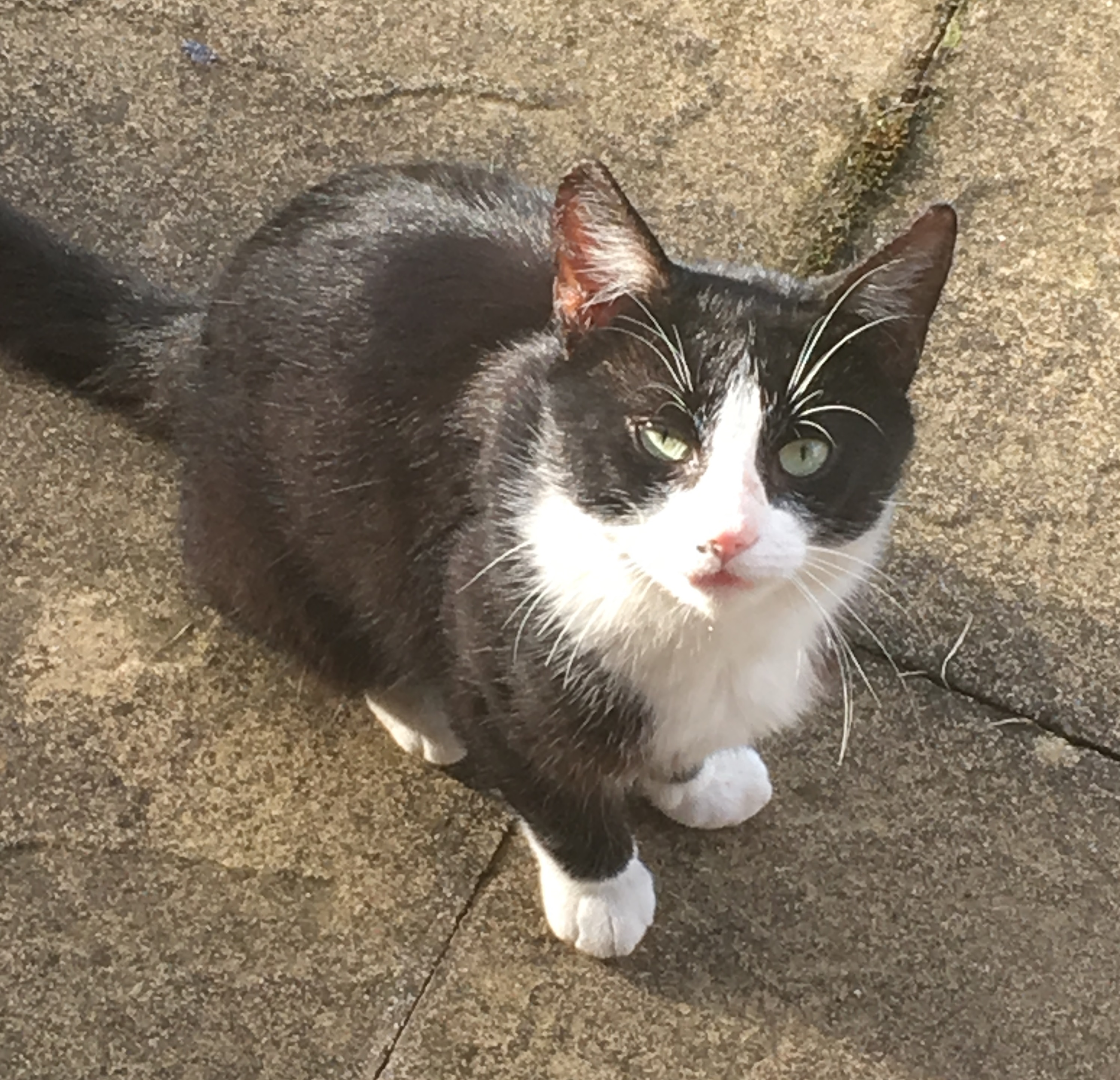 pilchard