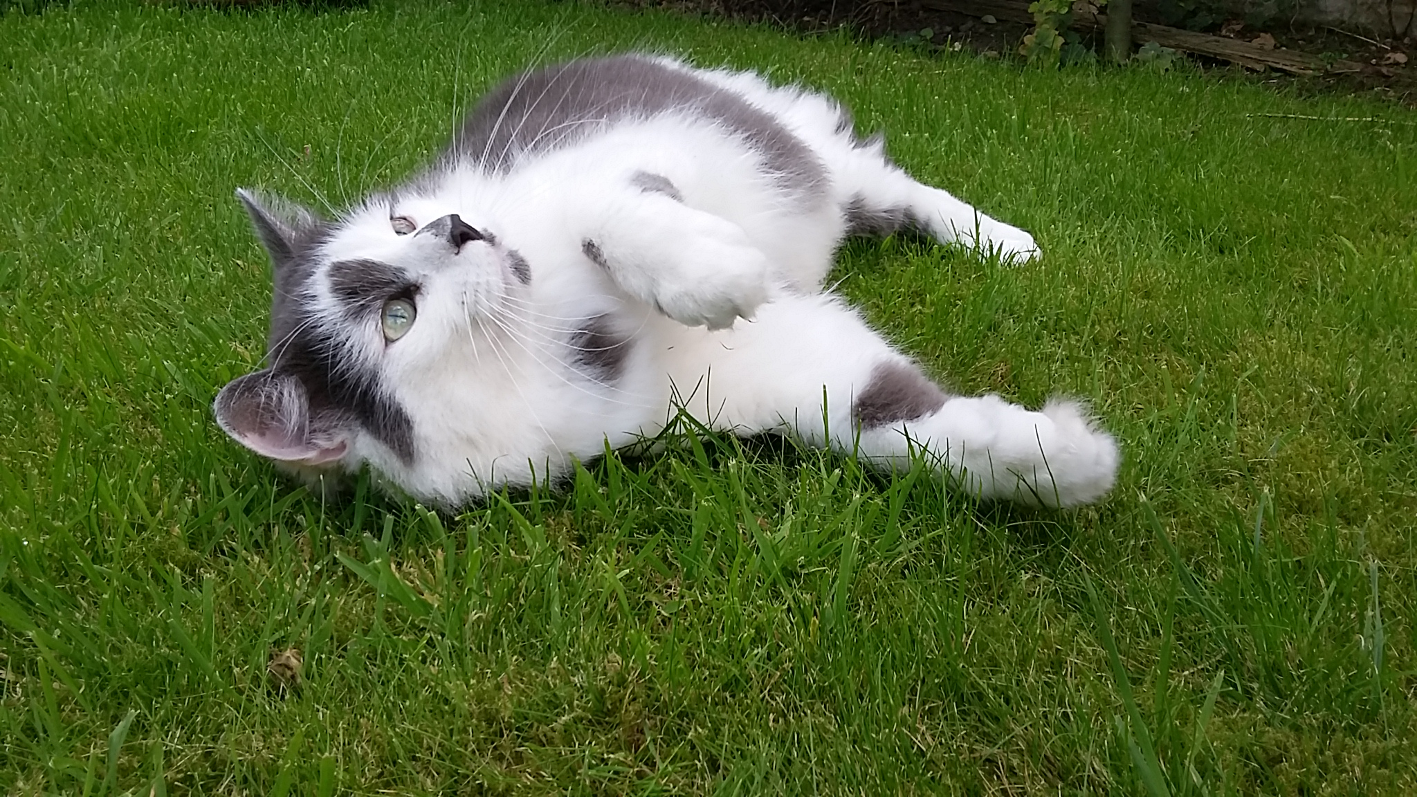 Cats Protection Birmingham South Cats Protection Birmingham South