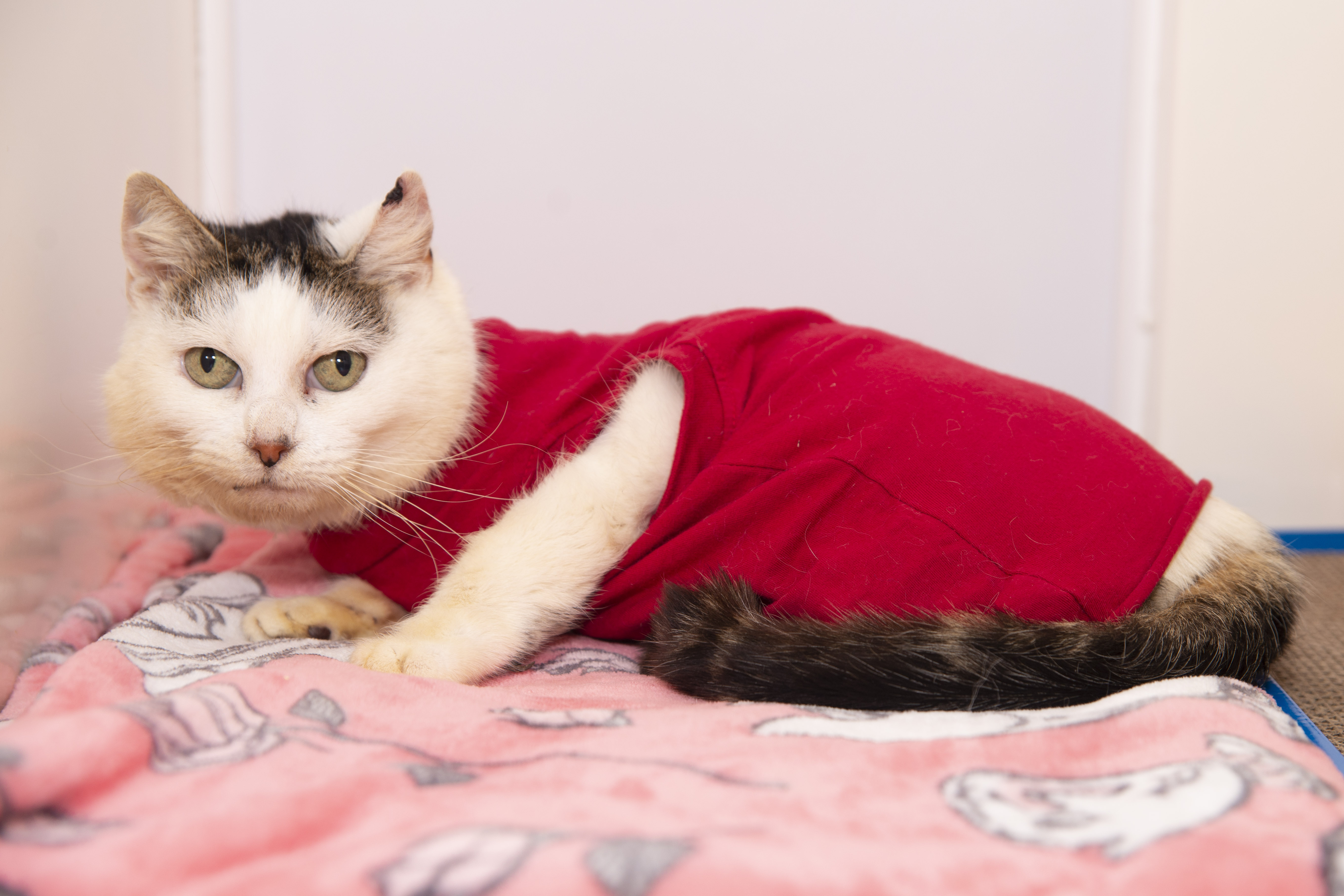 From Rags To Riches Burned Cat Mushka Has A Second Chance At Life