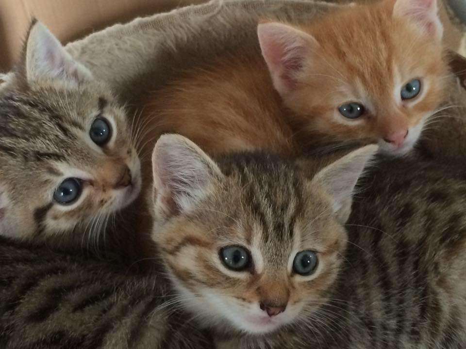 Long Term Cat Fostering Uk Long Term Cat Fostering Uk