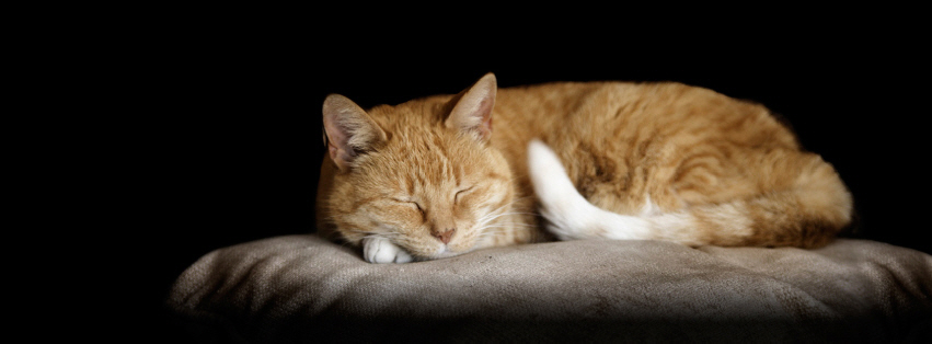 Cats Protection Branches List Cats Protection Branches List