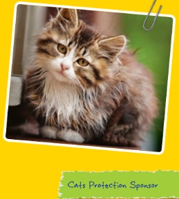 CAT Cats Protection wristband charity item 