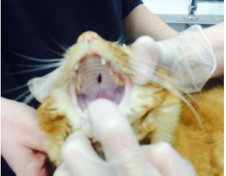 paddington mouth
