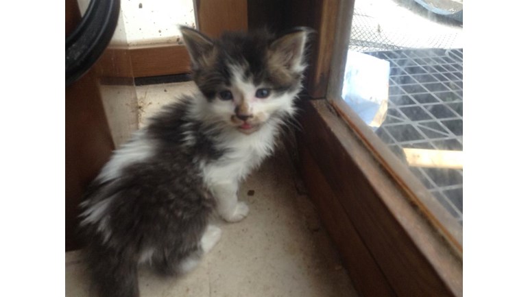 free kittens redbridge