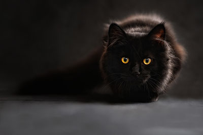 black cat crouching