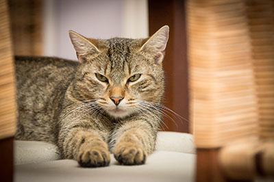 Cat lying with his paws stretched out