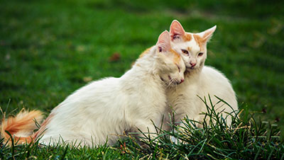 two white and ginger cats cuddling