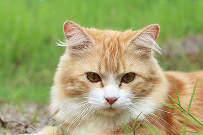 Ginger and white cat outdoors