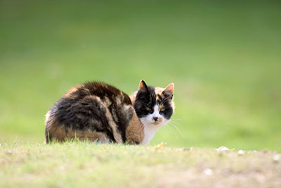 tortie outdoors