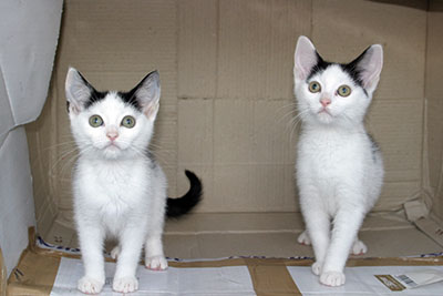 twin kittens