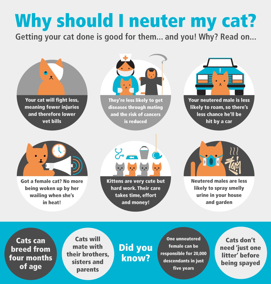 When Should A Kitten Get Neutered