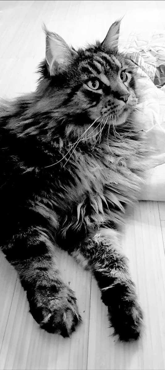 Bernard