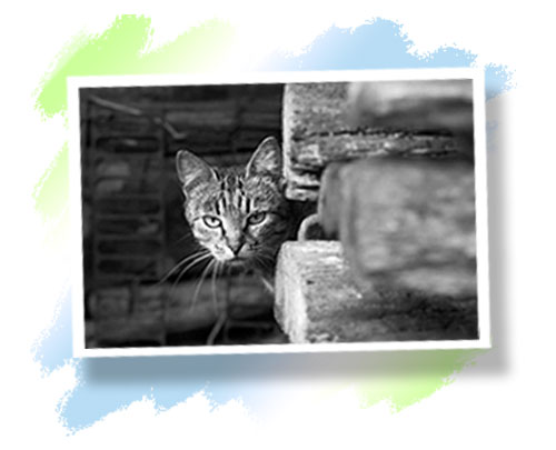 feral cats download free feral cats download free