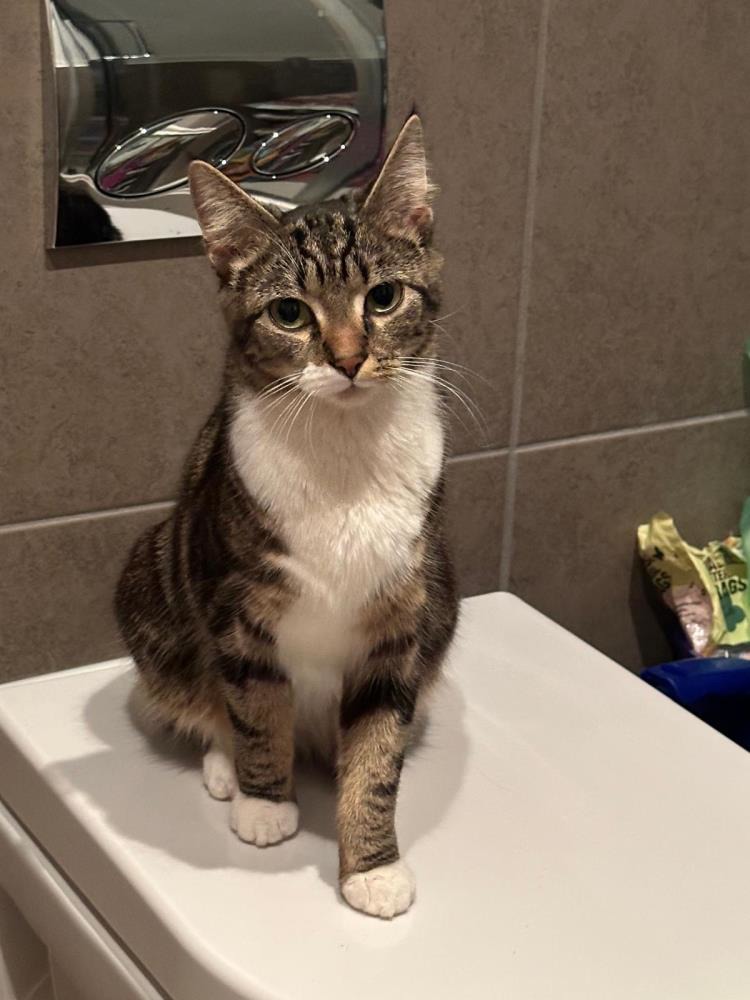 Tammy — Domestic Cat