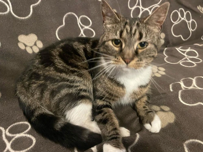 Tiggy