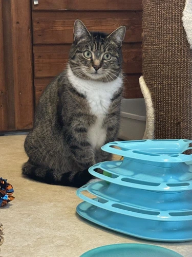 O'Malley