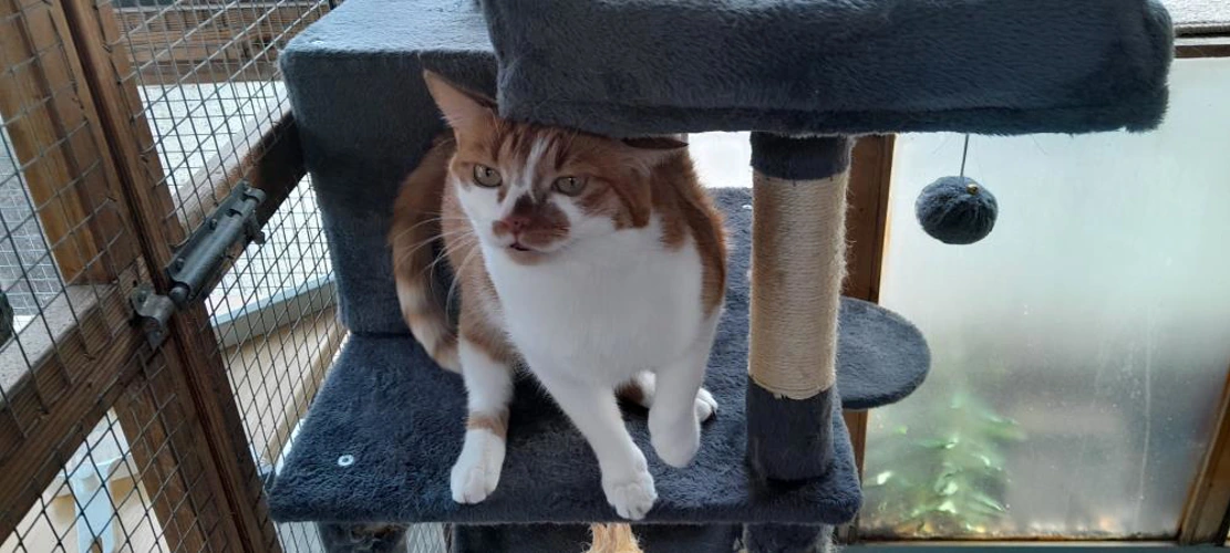 Jasper